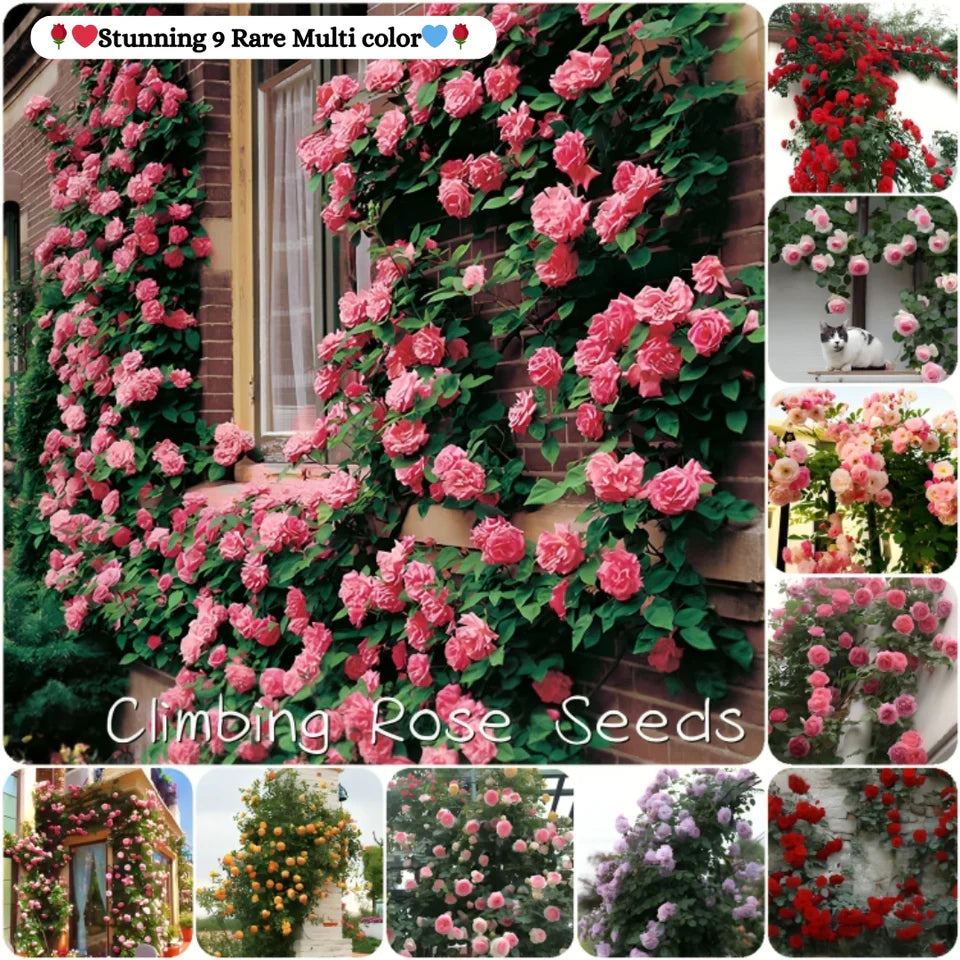 š¹ Elegant Climbing Rose Flower Seeds- 9 Rare and Breathtaking Colors Seeds (IMPORTED)
